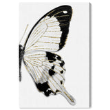 Monochrome Butterfly I