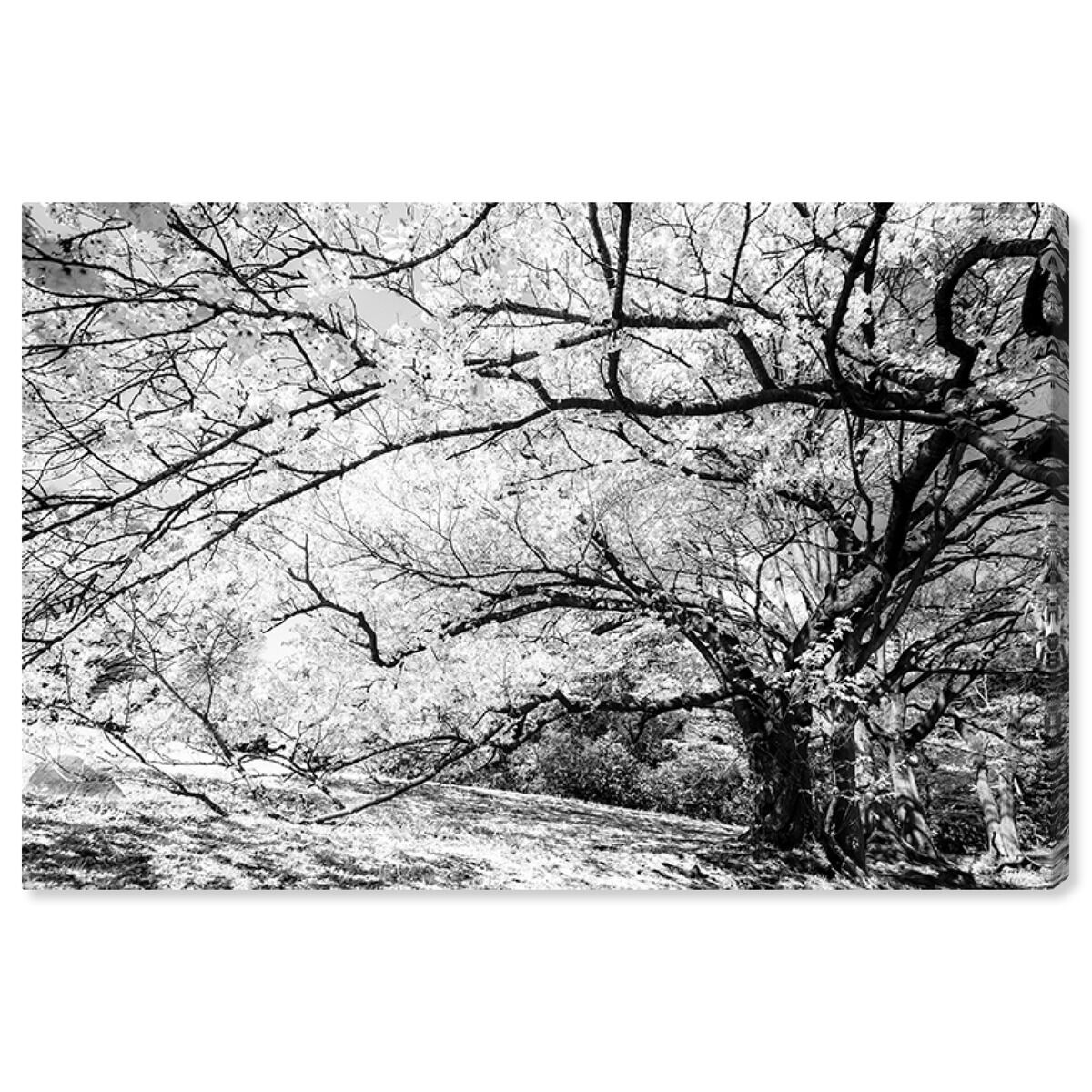 54x36/Canvas/XHD