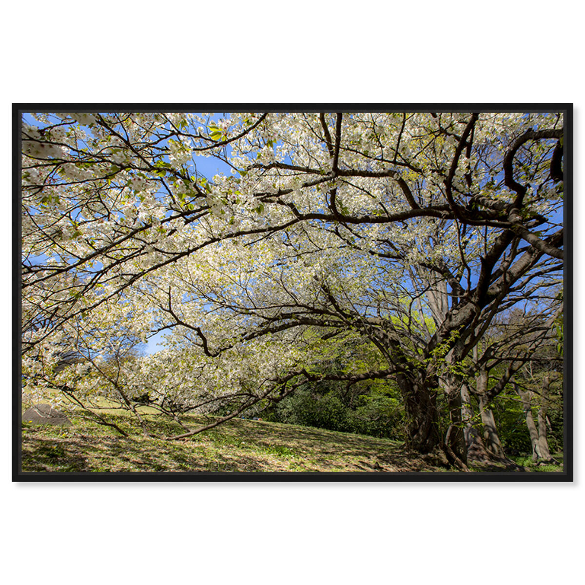54x36/Framed Canvas/BFL