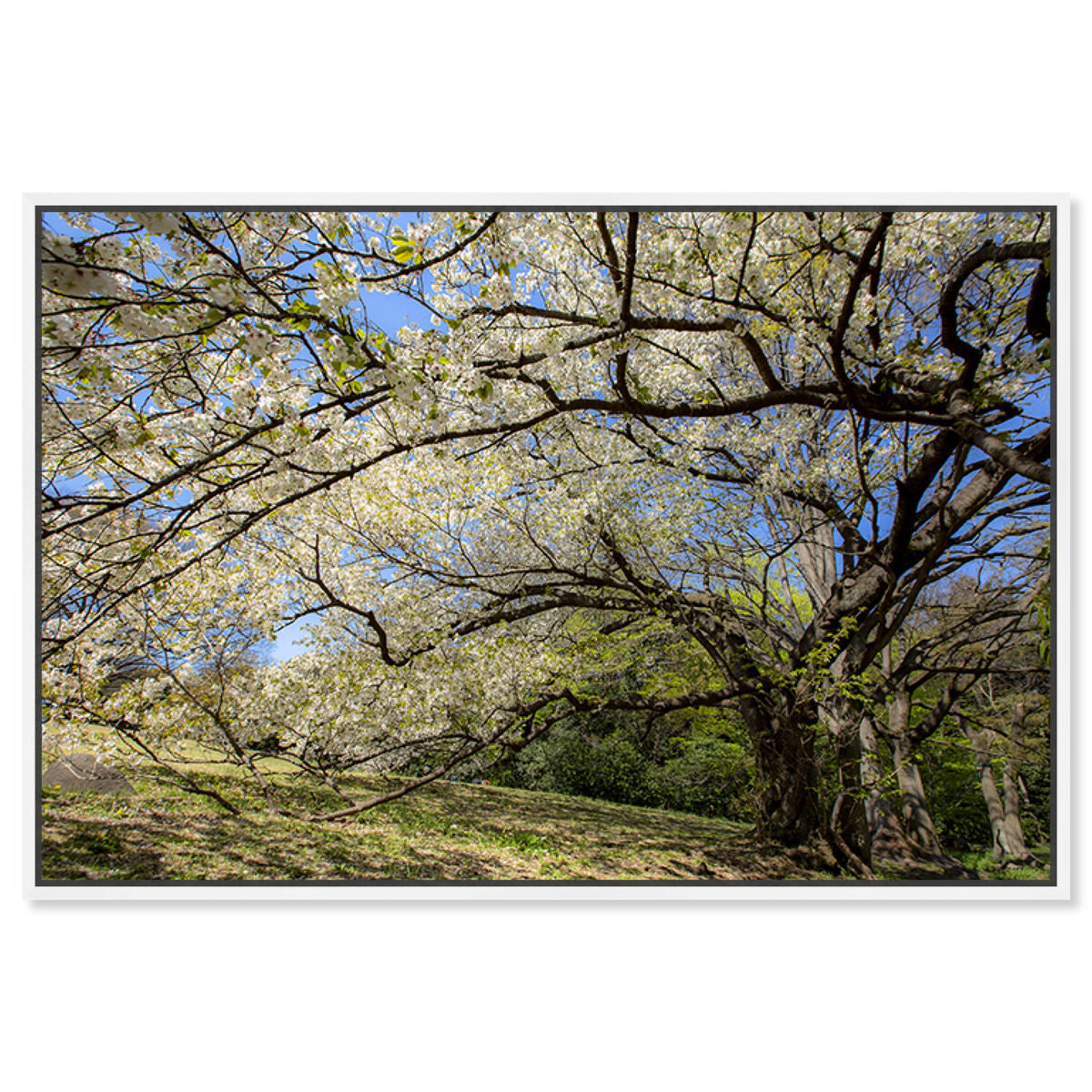 54x36/Framed Canvas/WFL