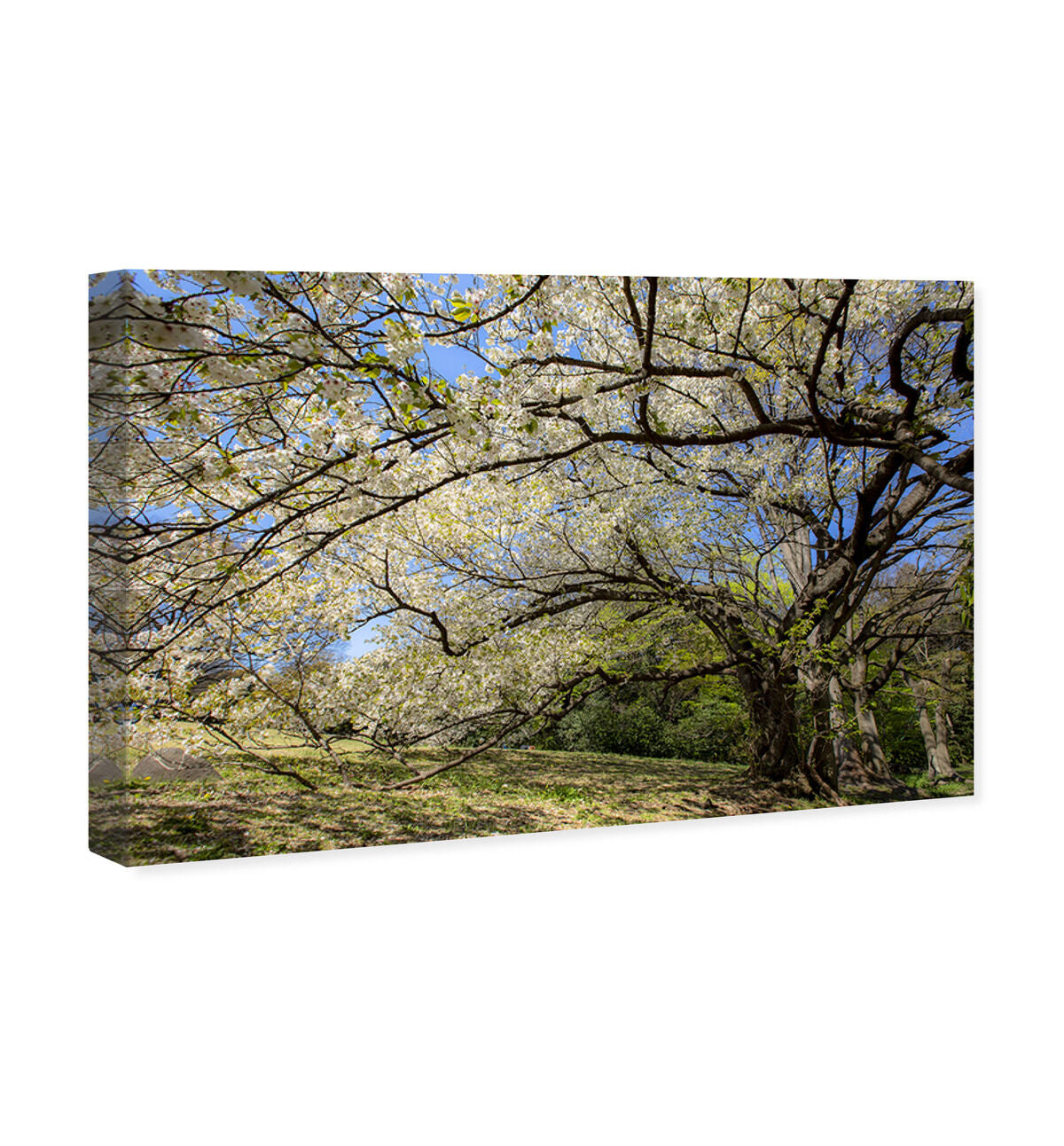 54x36/Canvas/XHD