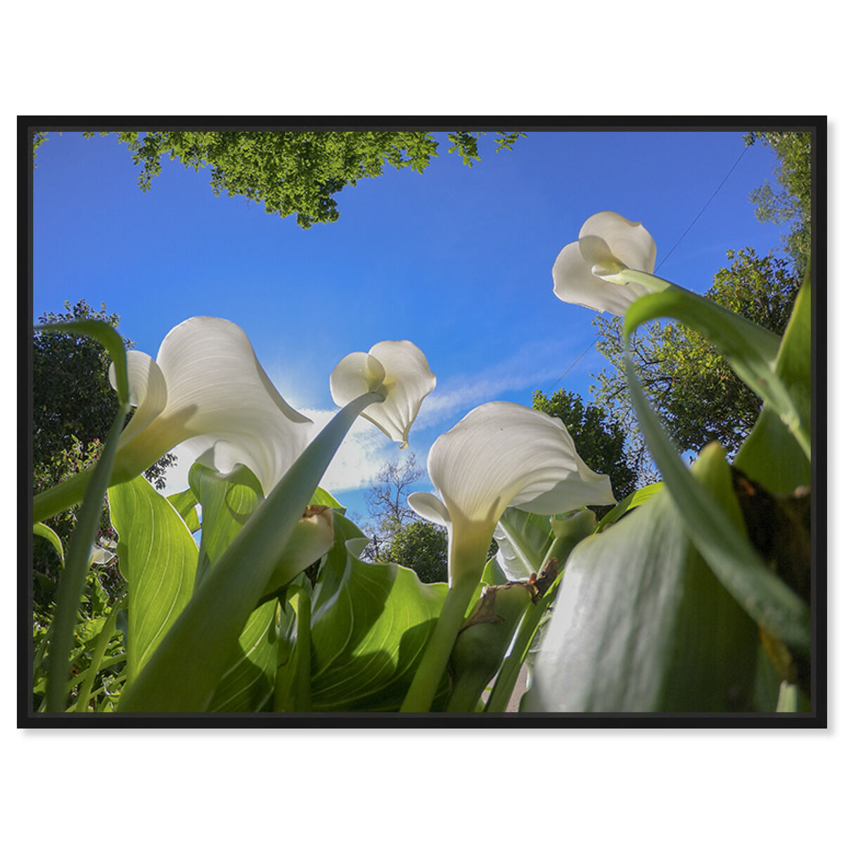 54x36/Framed Canvas/BFL
