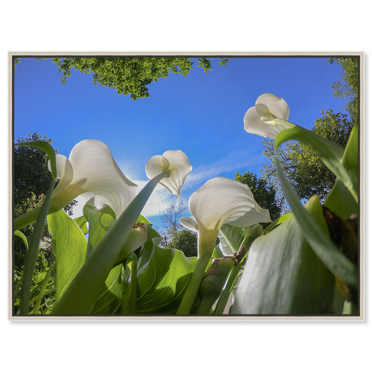 54x36/Framed Canvas/CFL