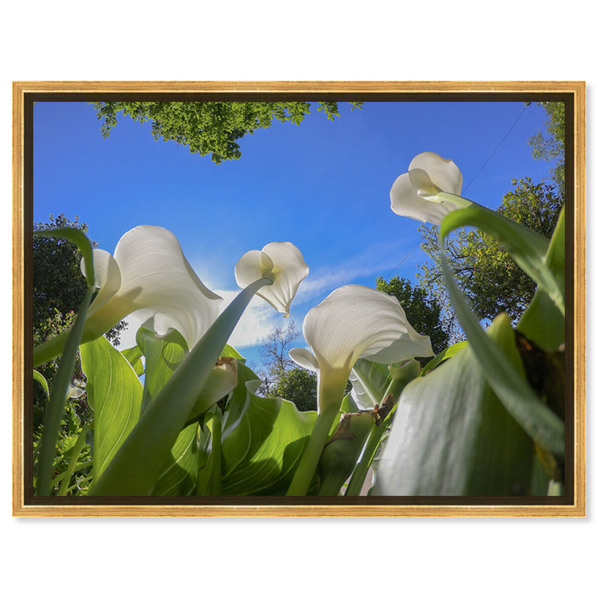 54x36/Framed Canvas/PSGLD
