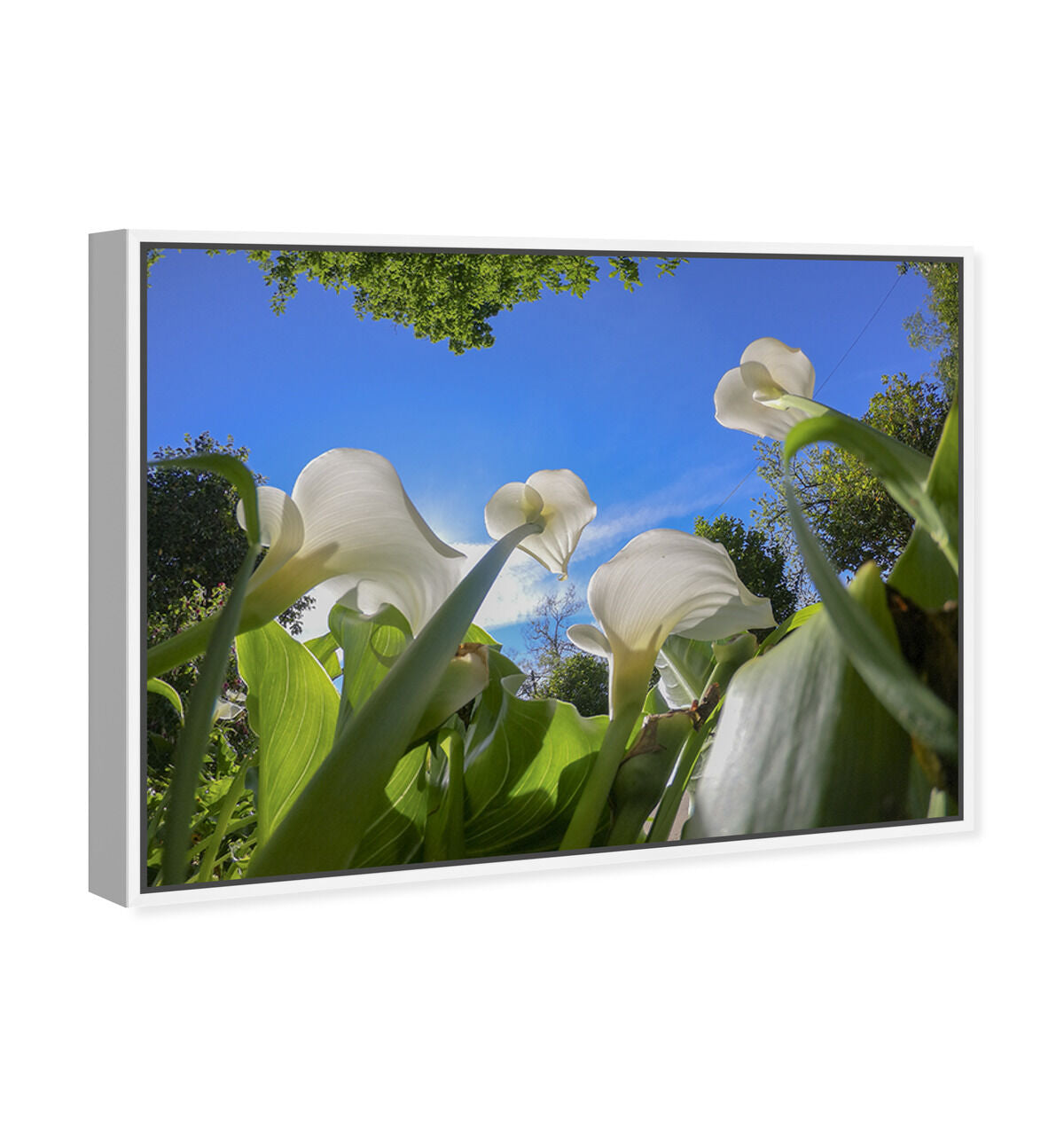 54x36/Framed Canvas/WFL