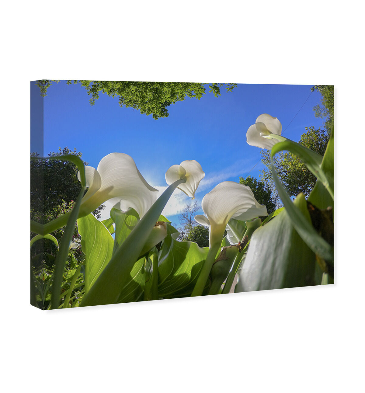 54x36/Canvas/XHD