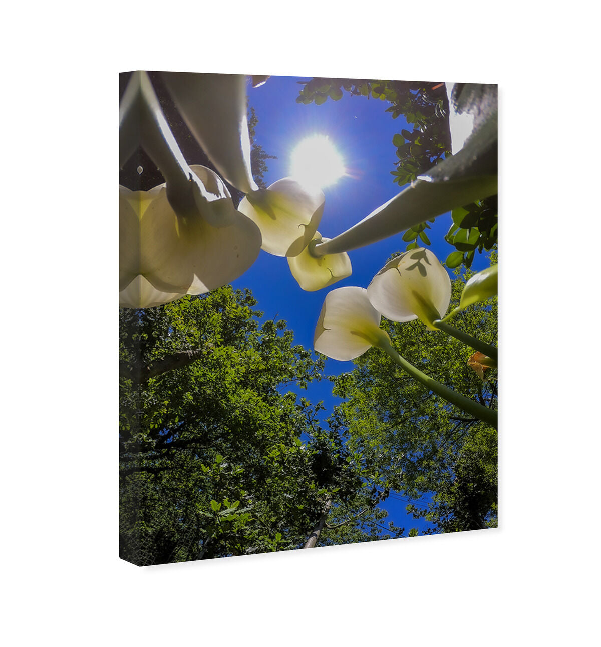 54x36/Canvas/XHD