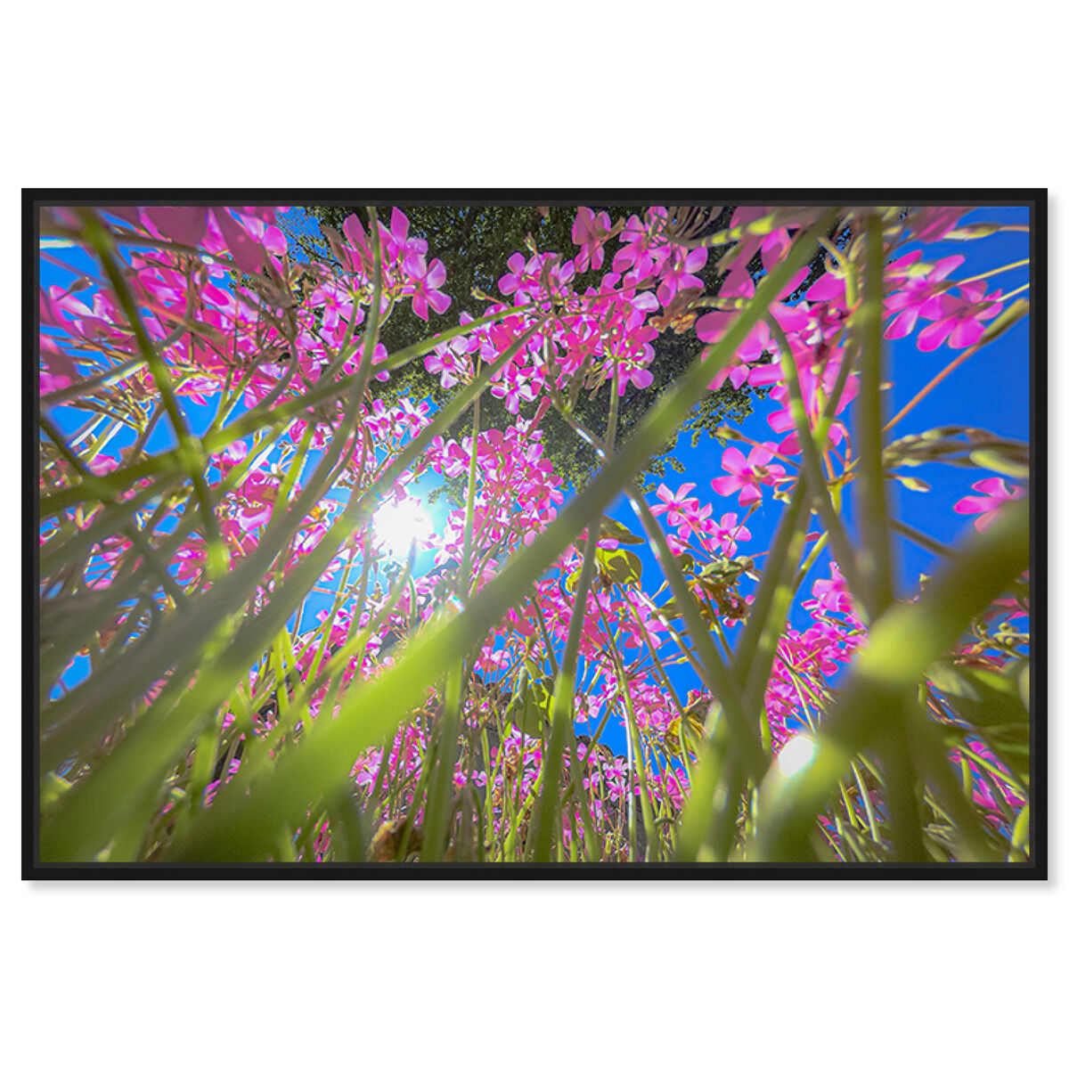 54x36/Framed Canvas/BFL