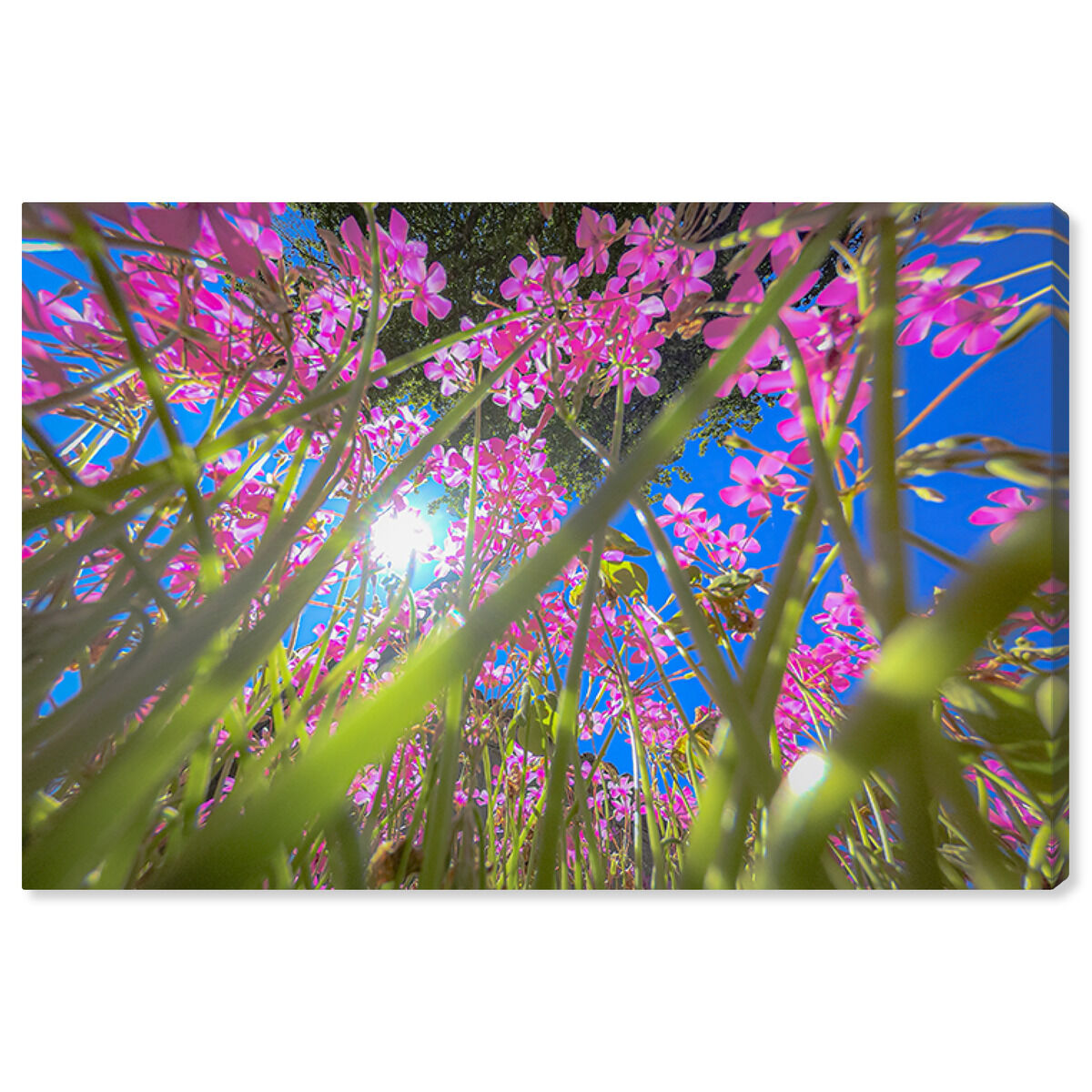 54x36/Canvas/XHD
