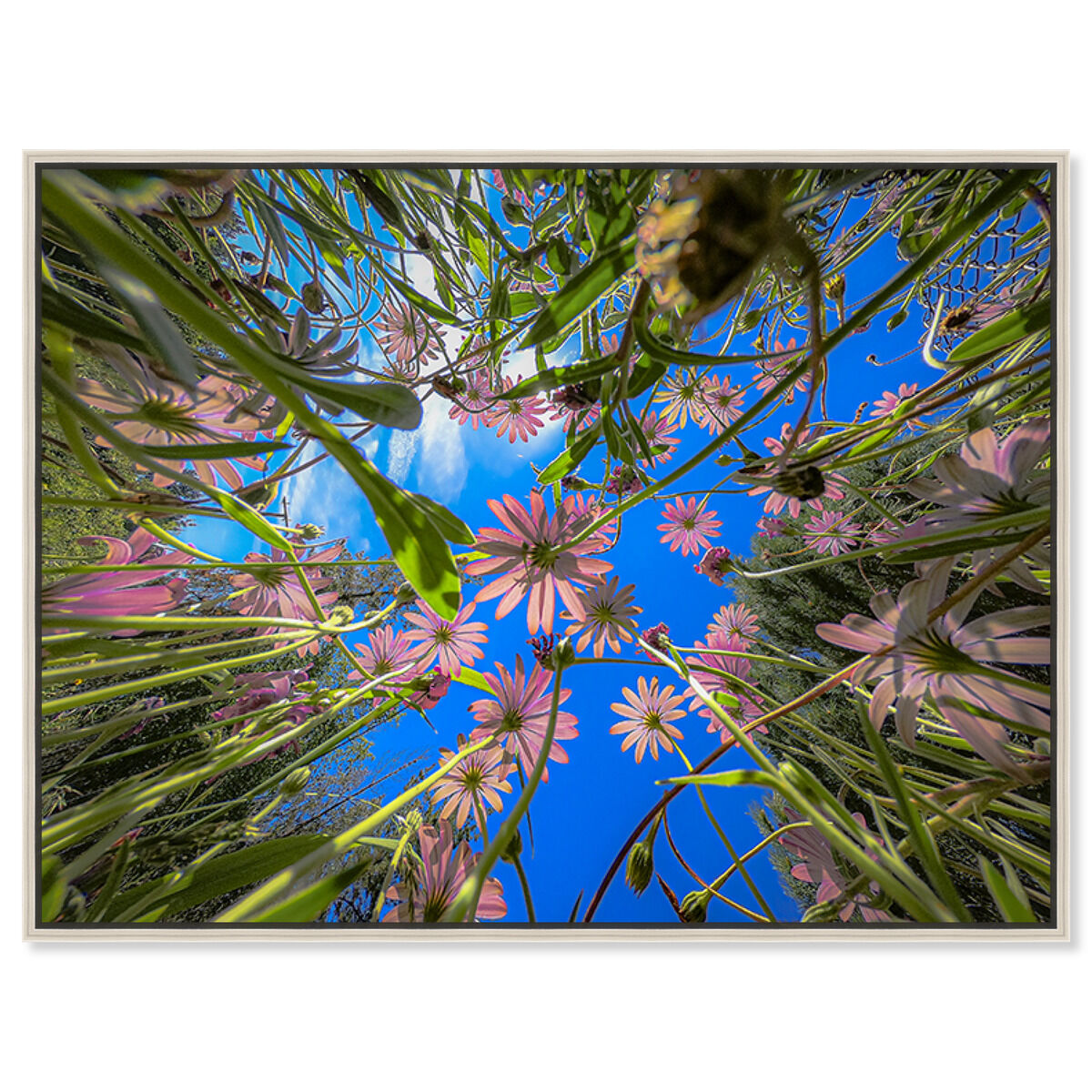 54x36/Framed Canvas/CFL