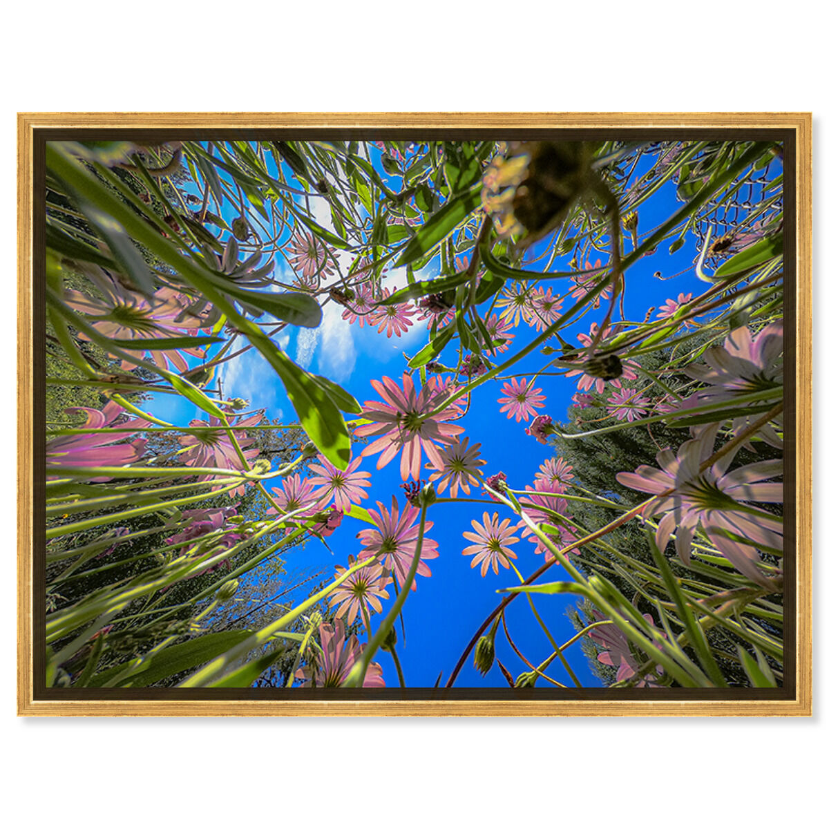 54x36/Framed Canvas/PSGLD
