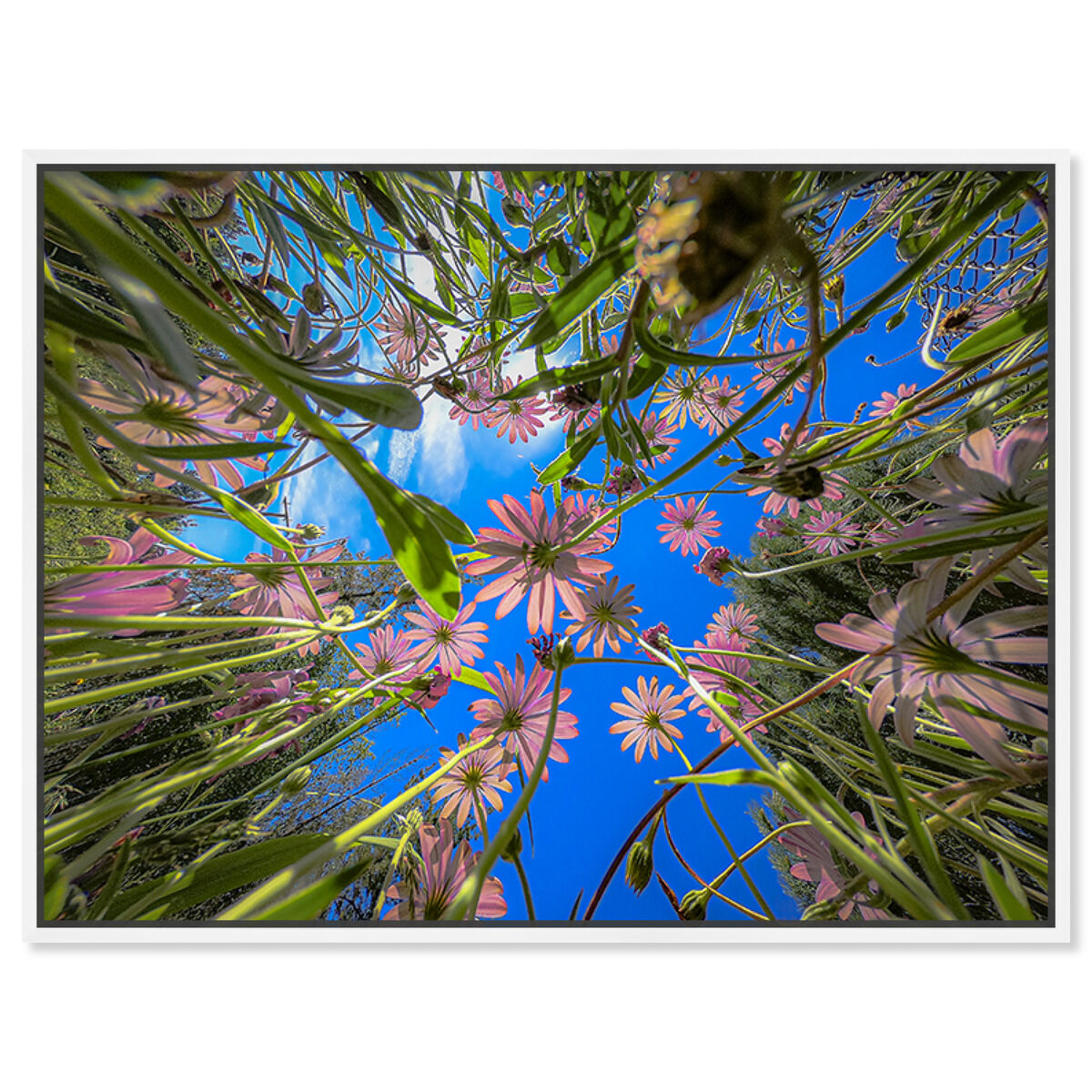 54x36/Framed Canvas/WFL