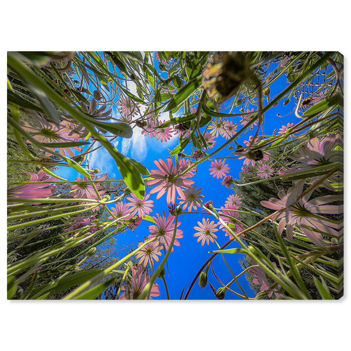 54x36/Canvas/XHD