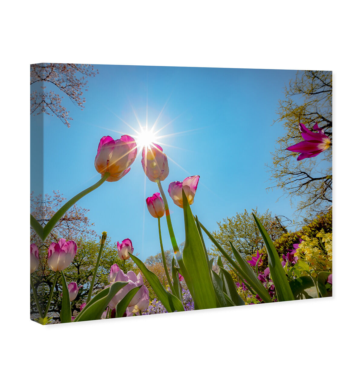 45x36/Canvas/XHD