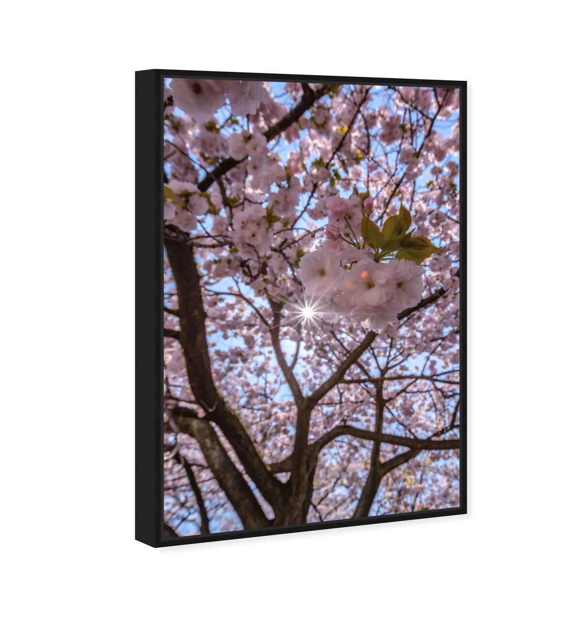 36x54/Framed Canvas/BFL
