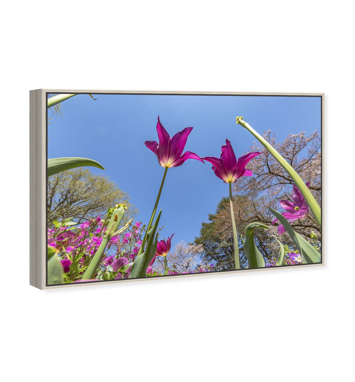54x36/Framed Canvas/CFL