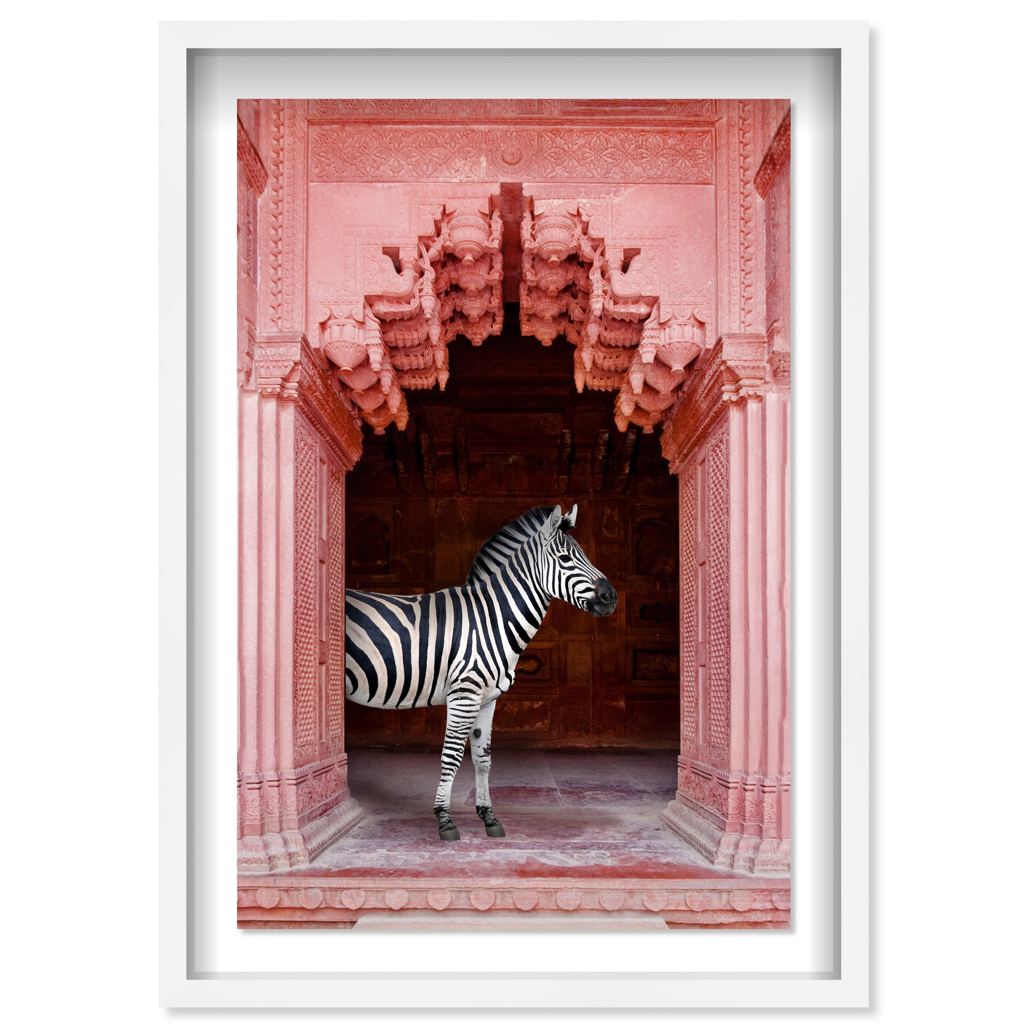Zebras Apartment is Coral Pink