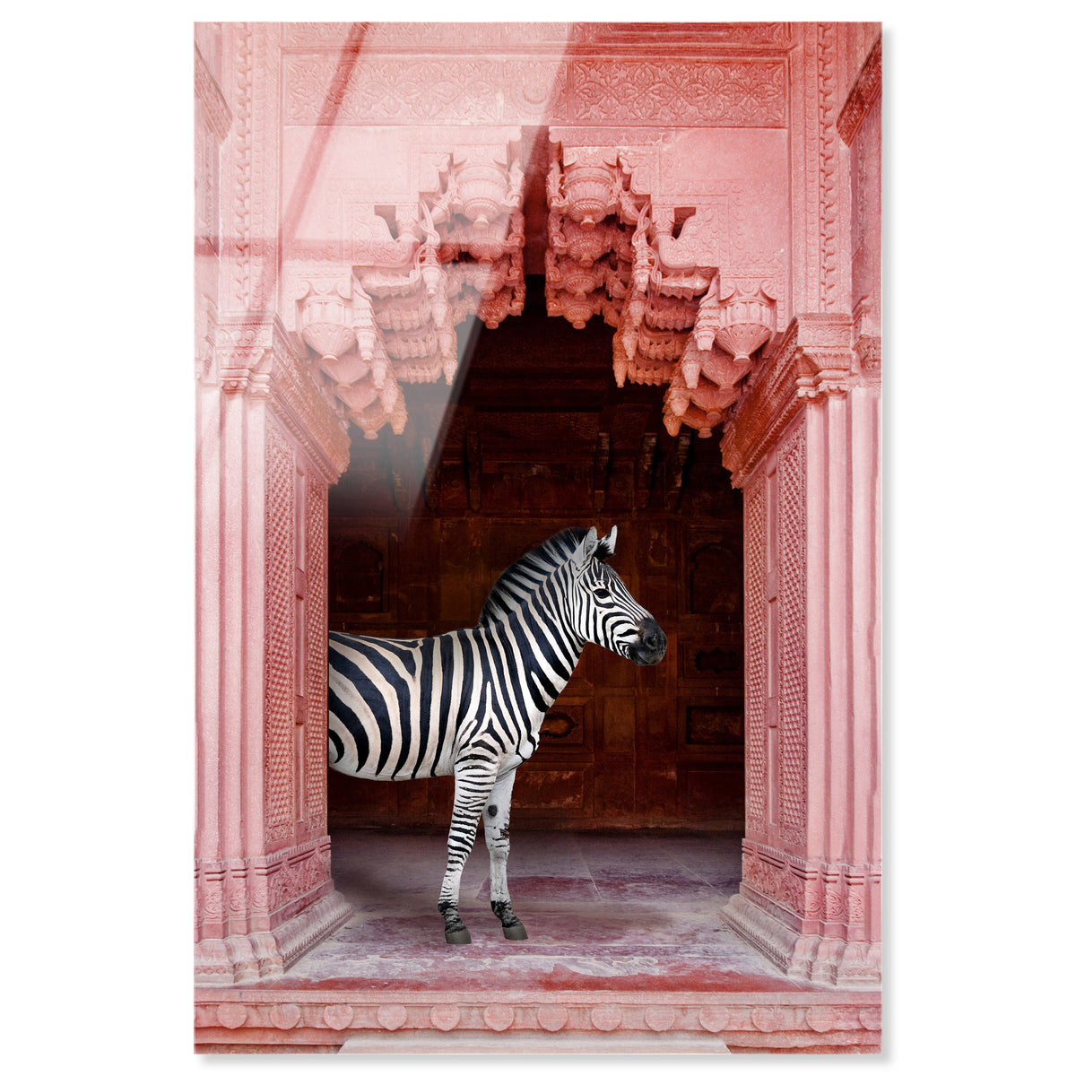 Zebras Apartment is Coral Pink| Animal Wall Art | Oliver Gal