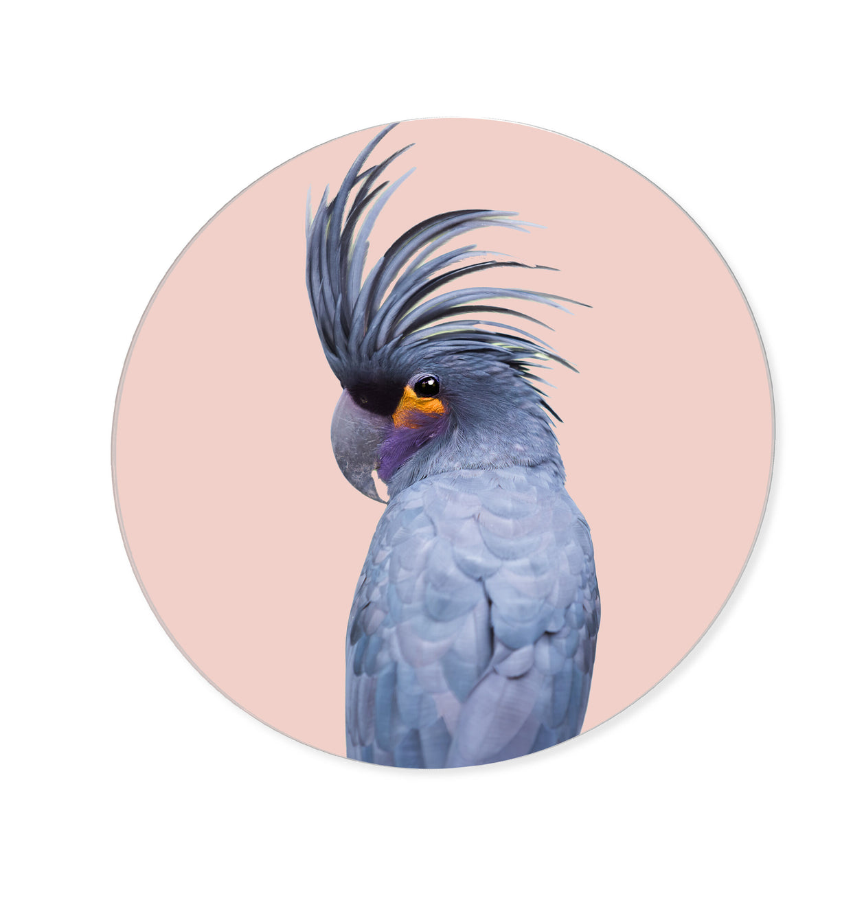 Blue Exotic Cackatoo Round - Acrylic panel