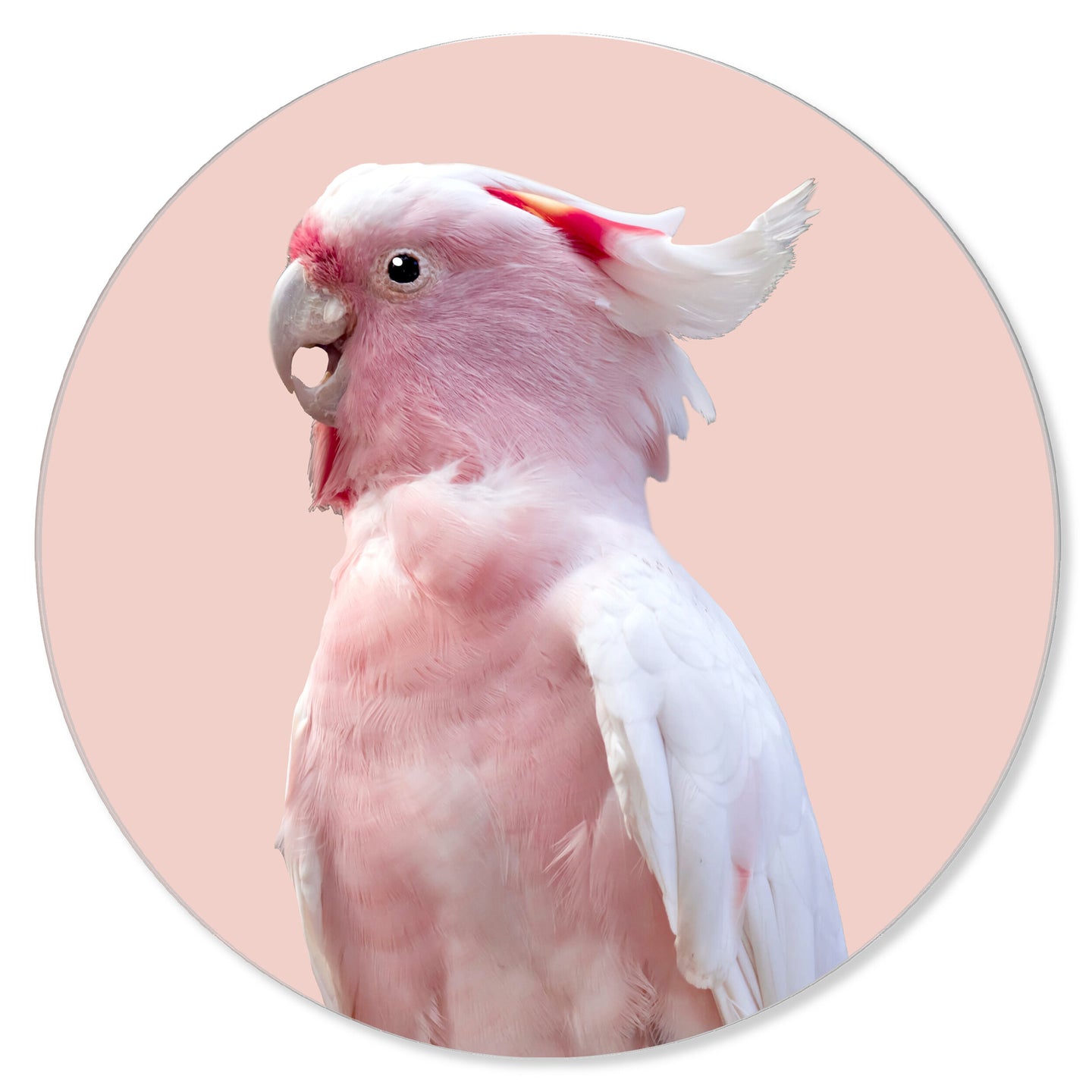 Pink Exotic Feather Coral Round - Acrylic panel