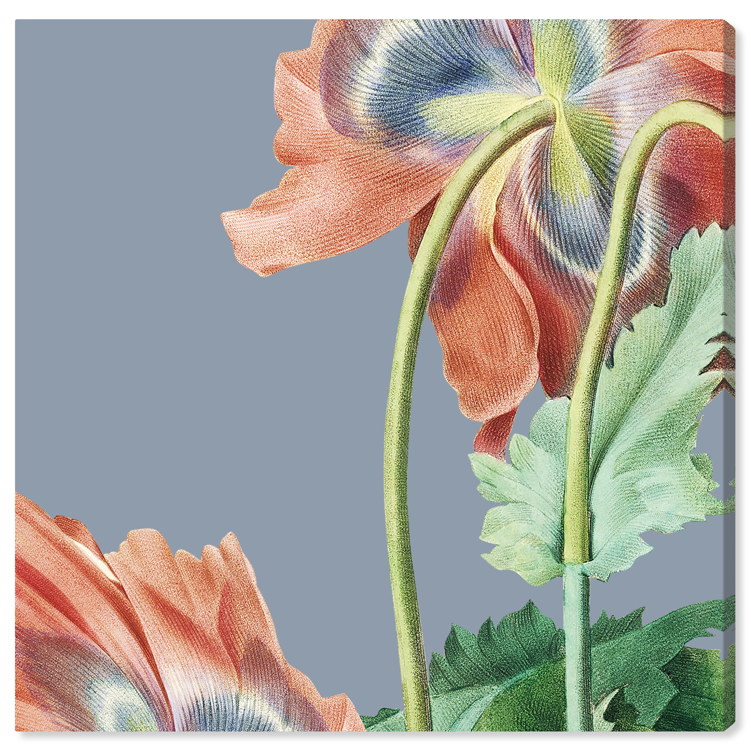 Oliver Gal 水彩画 フラワーアート Flower I | Floral and Botanical Wall Art by The Oliver Gal