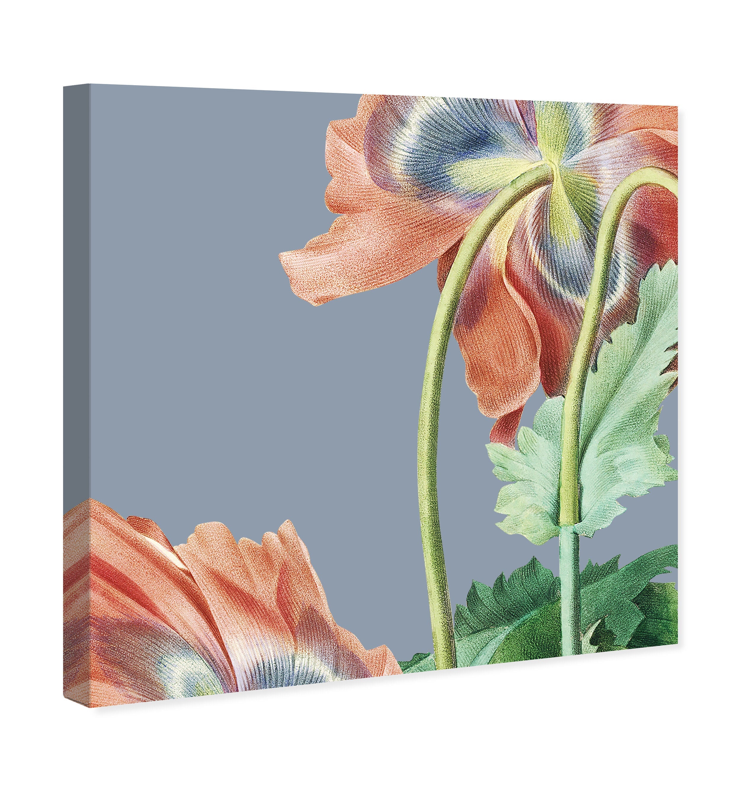 【アンティーク】フラワー 油彩画 オーバル Flower I | Floral and Botanical Wall Art by The Oliver Gal