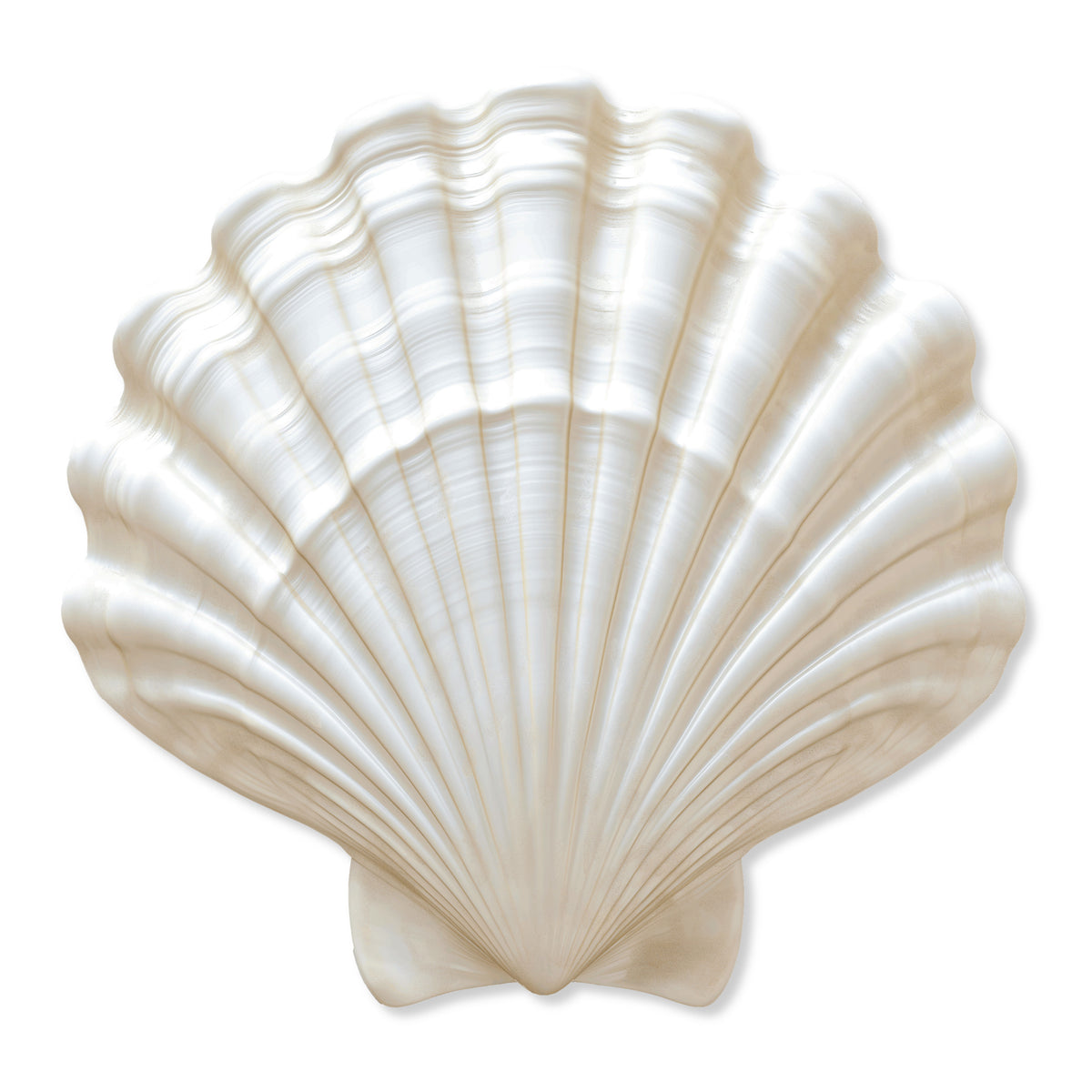 Fan Shell 3 Diecut | Animals Wall Art by Oliver Gal