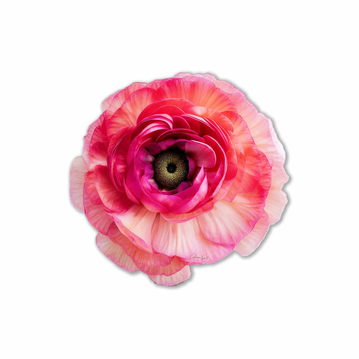 Flower Diecut 6 | Floral and Botanical Wall Art by Oliver Gal