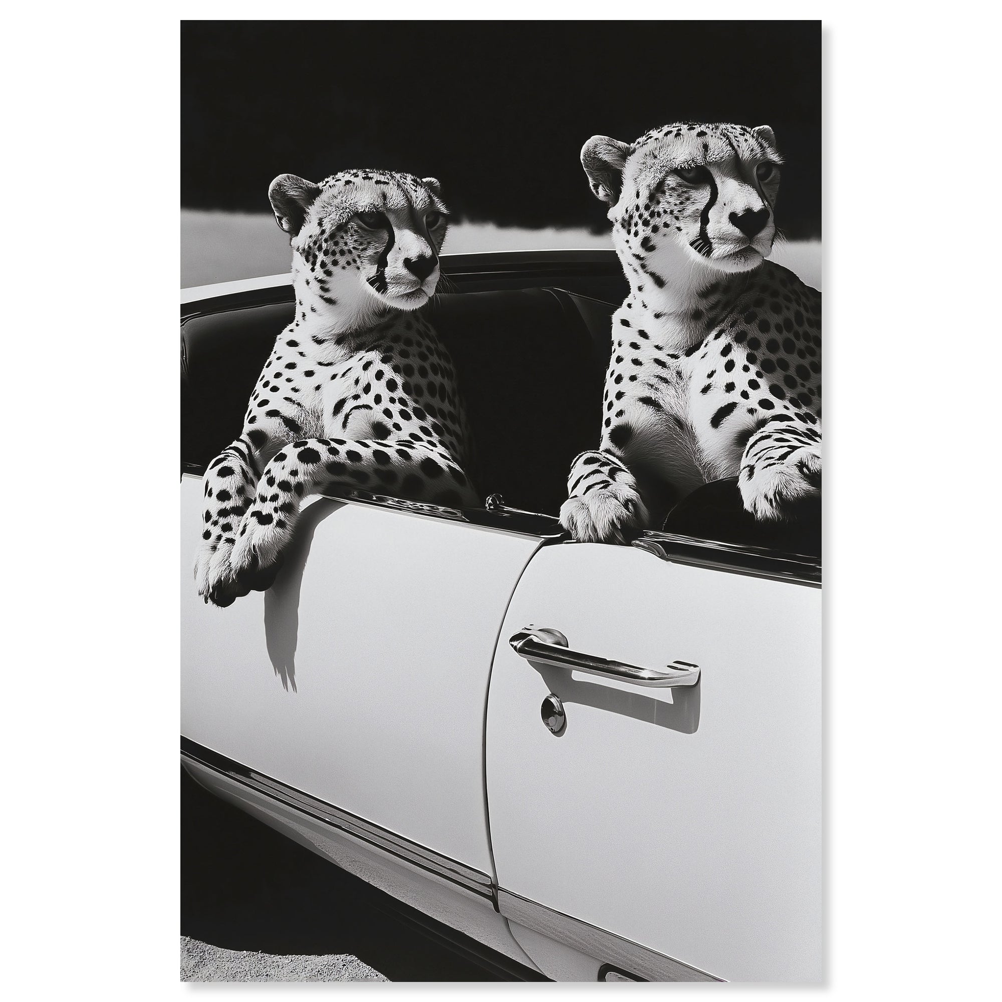 Convertible Feline II