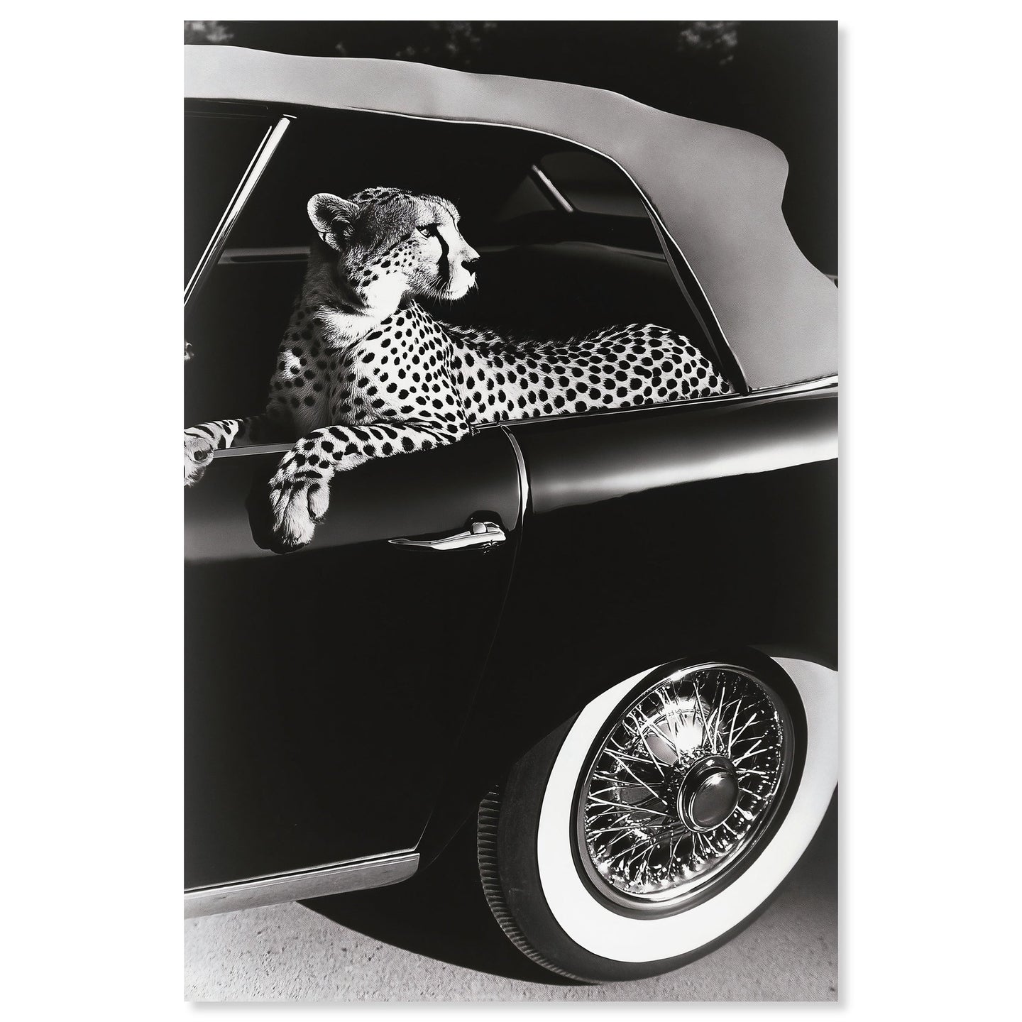 Convertible Feline I