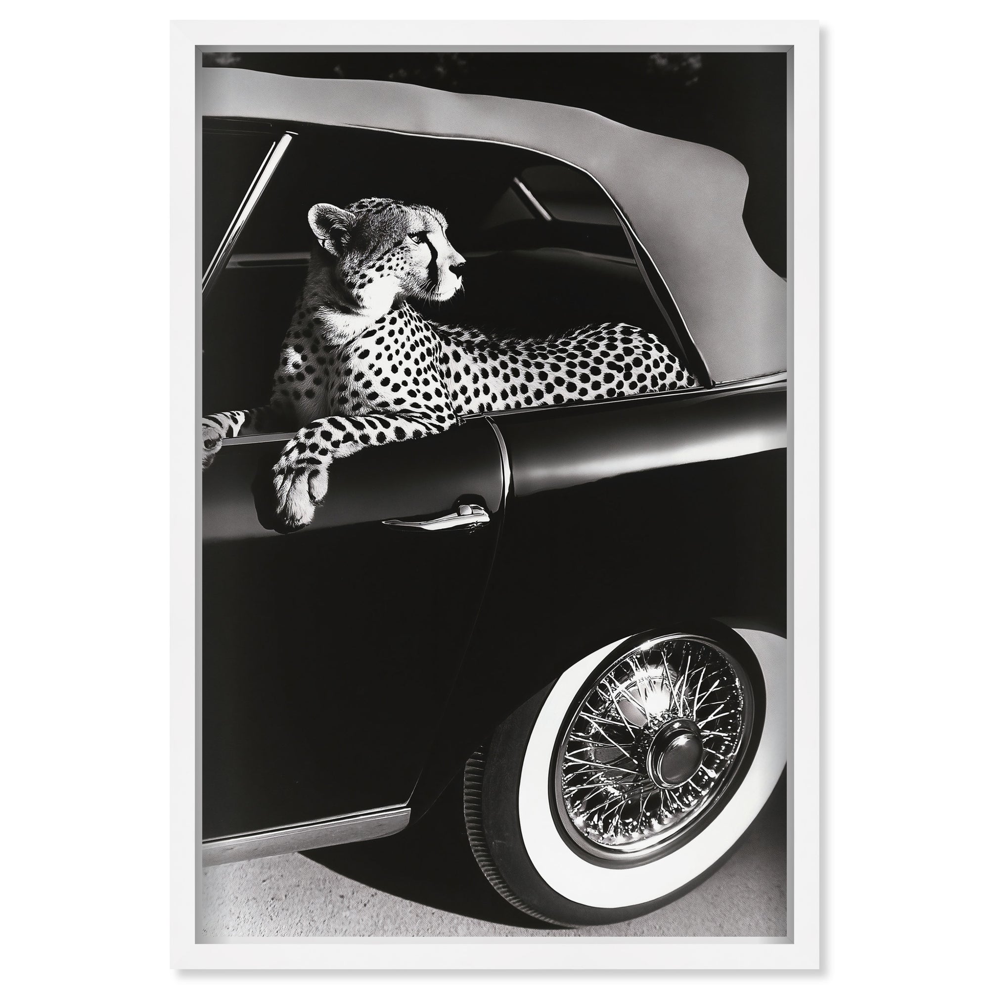 Convertible Feline I