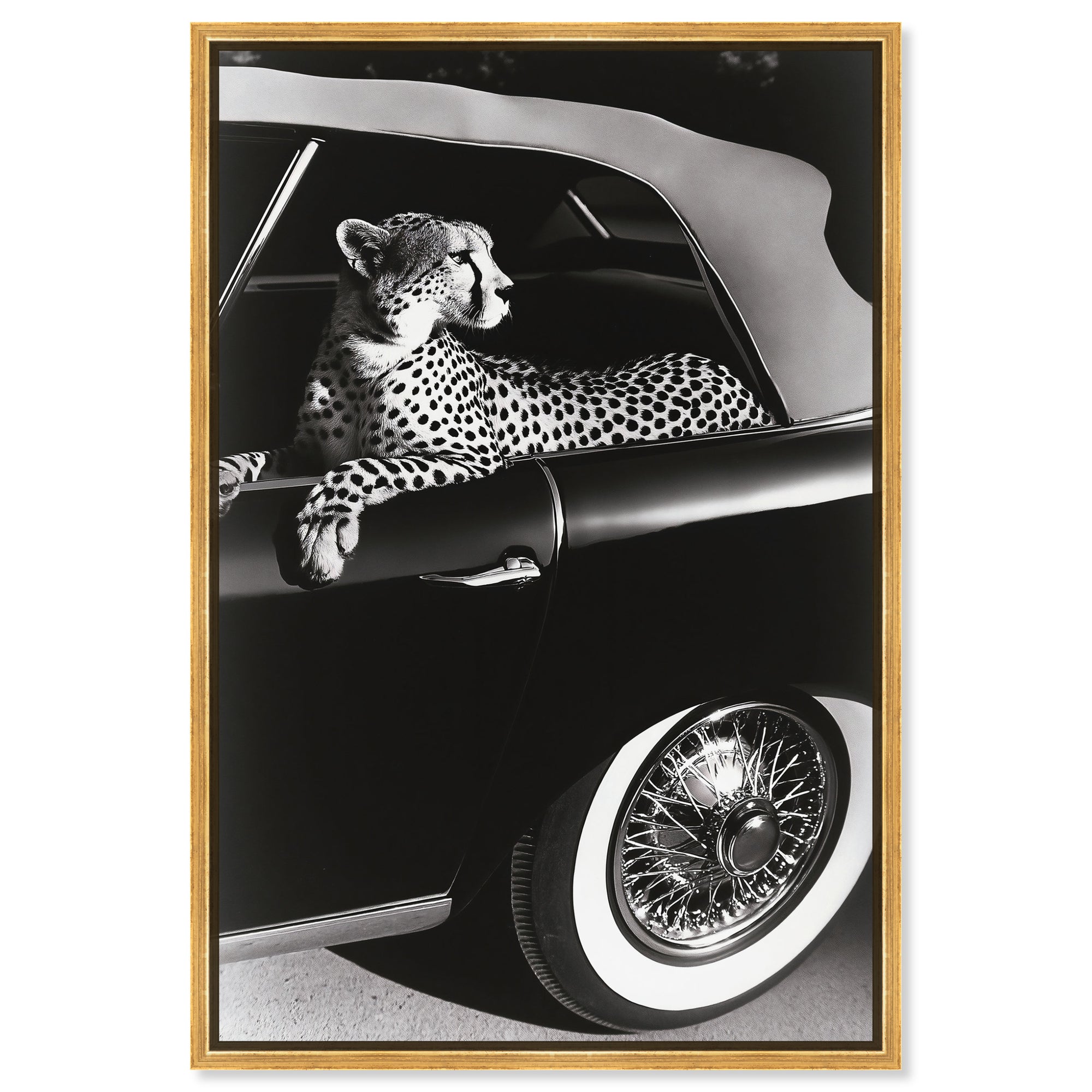 Convertible Feline I