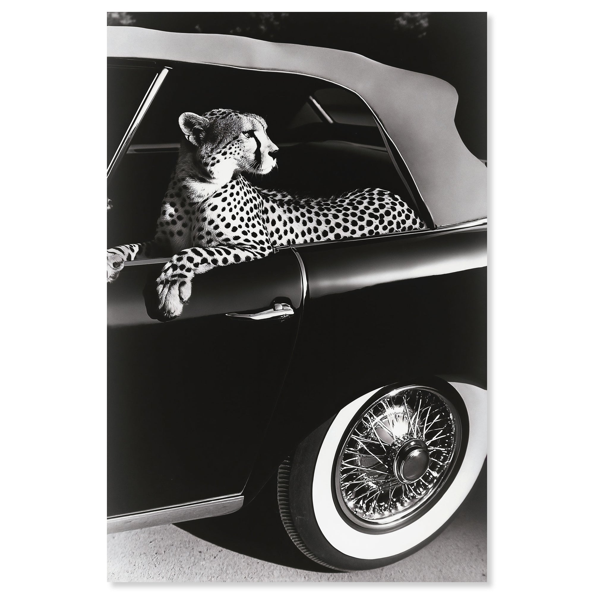 Convertible Feline I
