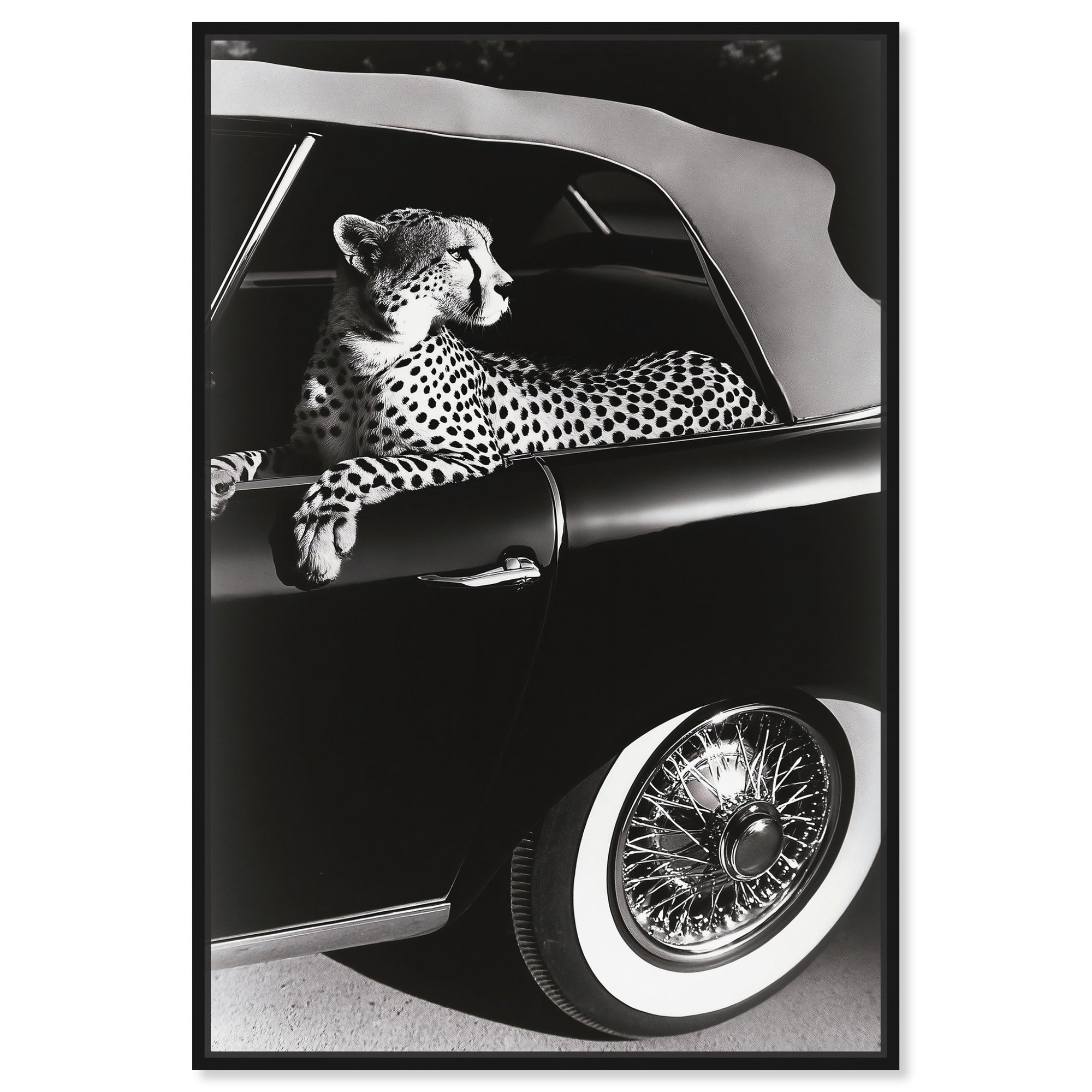 Convertible Feline I