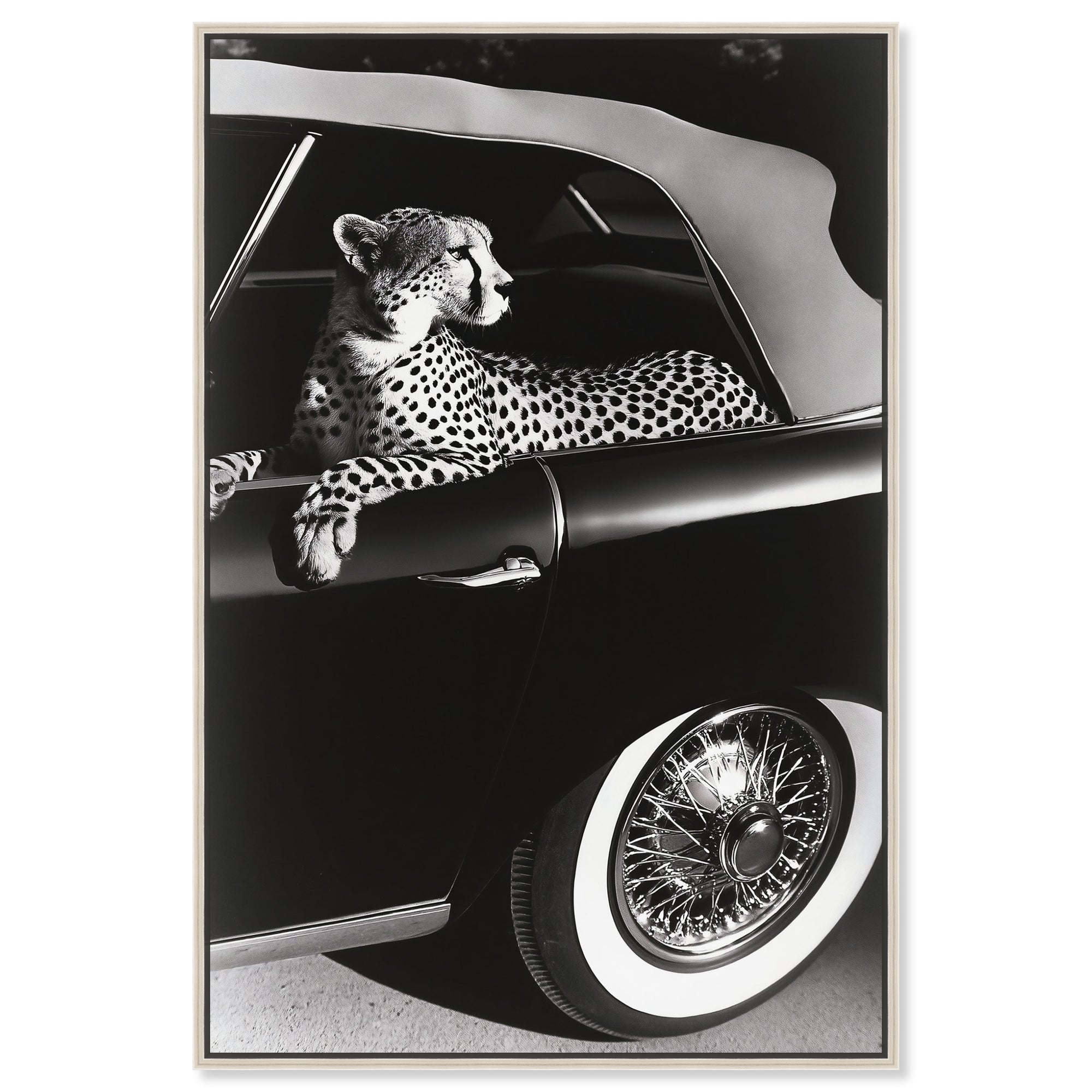Convertible Feline I
