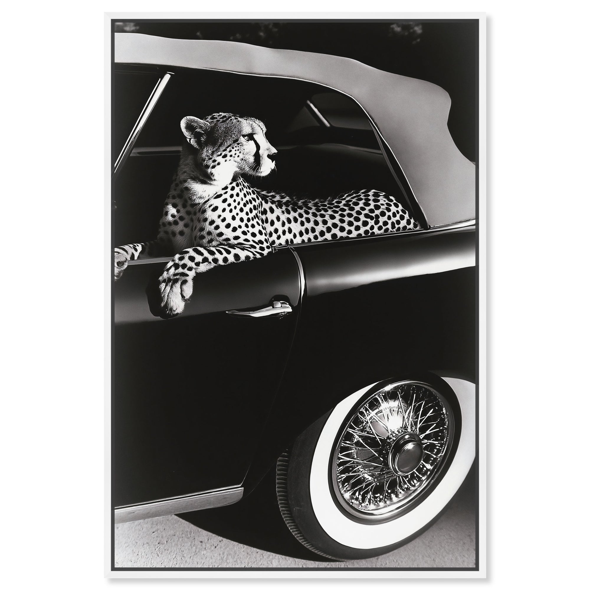 Convertible Feline I