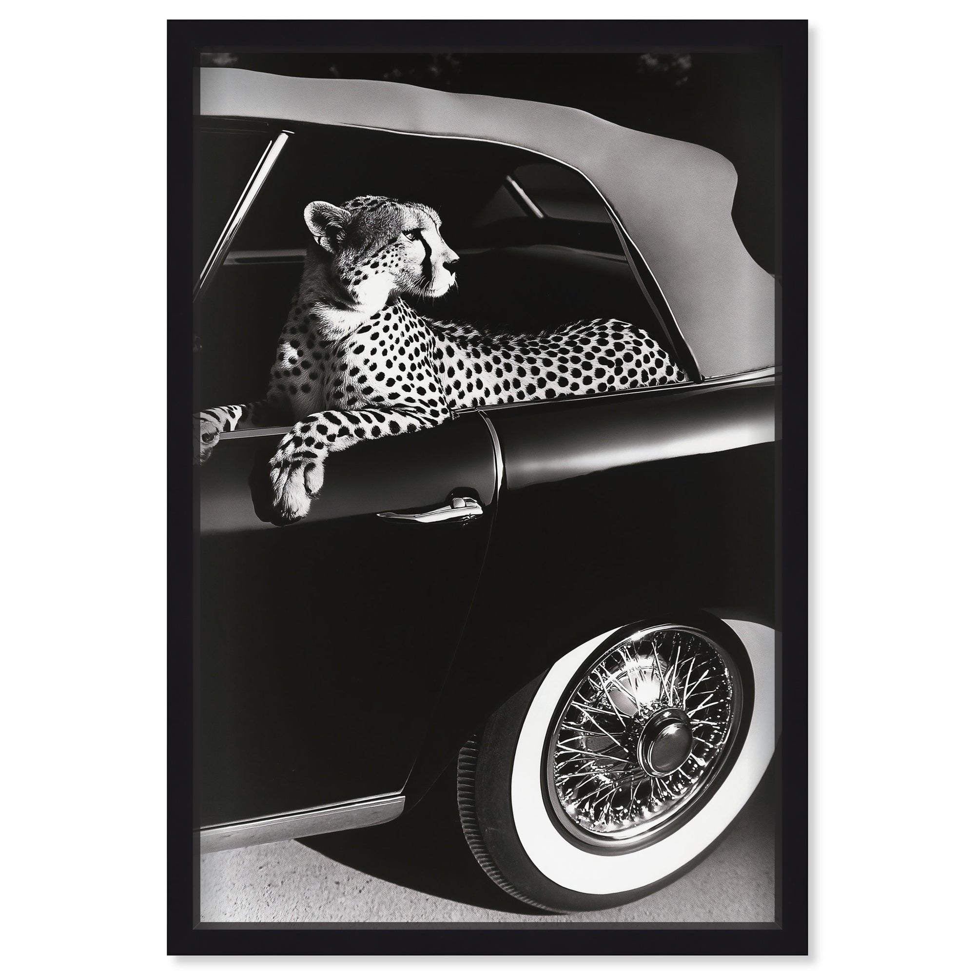 Convertible Feline I