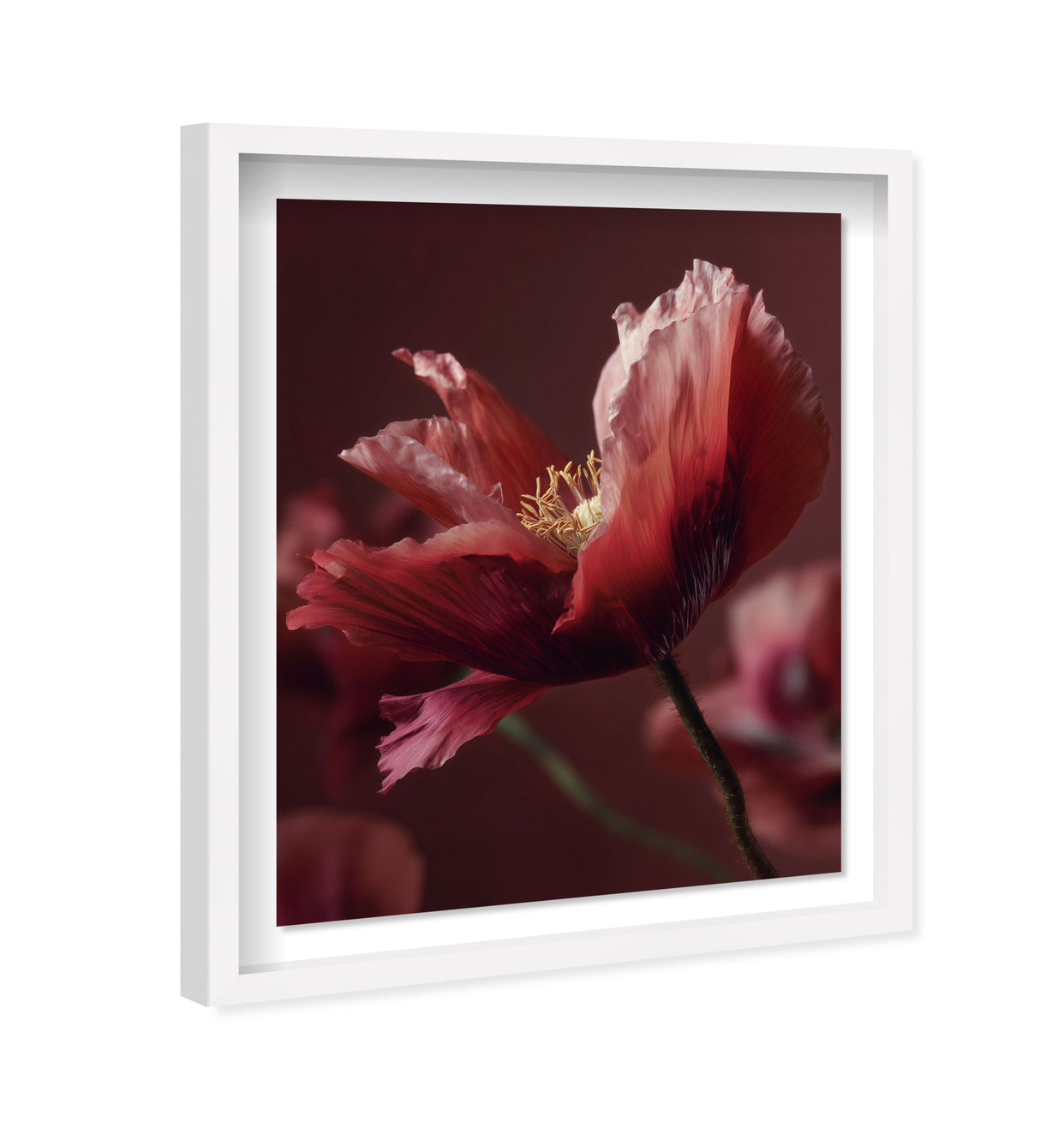 36x45/Shadowbox/SBW