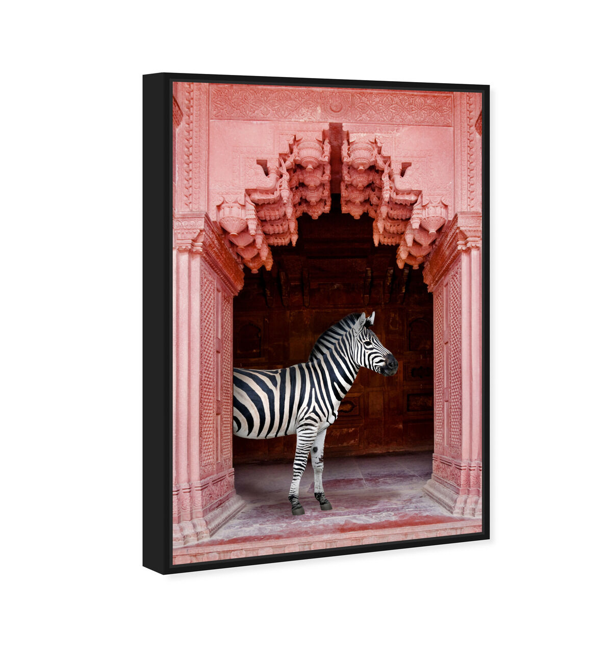 Zebras Apartment is Coral Pink